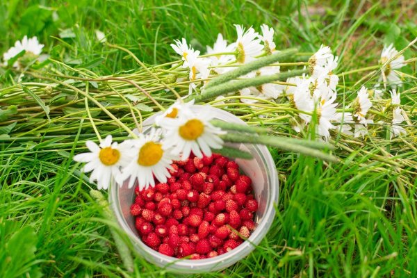 Клубника павловчанка