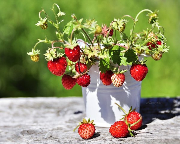 Корзинка с ягодами