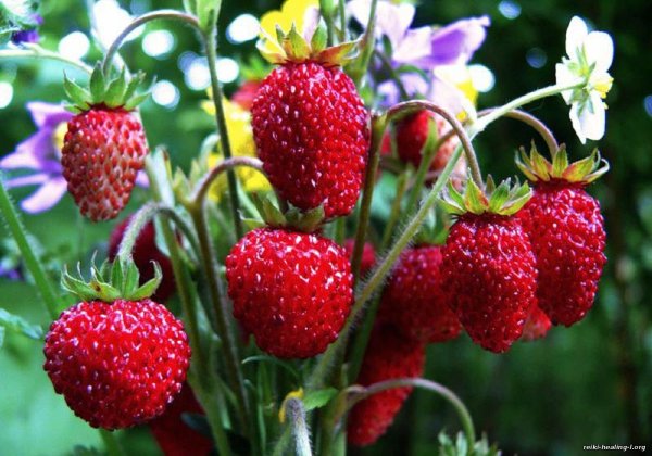 ШПАНКИ Дикая клубника