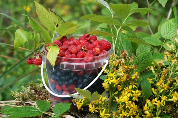 Клубника на ветке