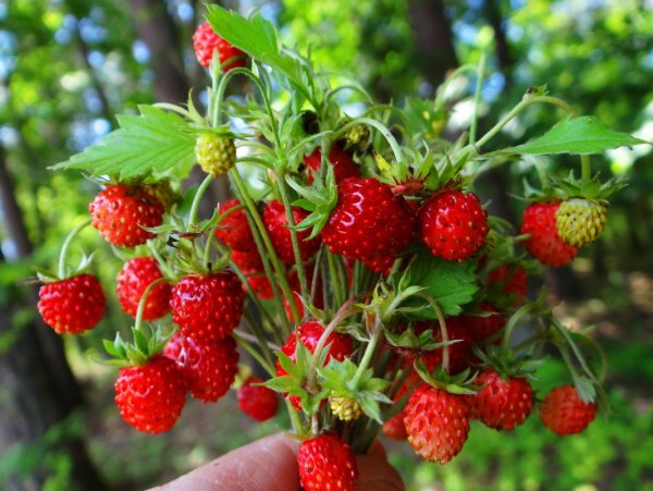 Земляника Лесная Уральская