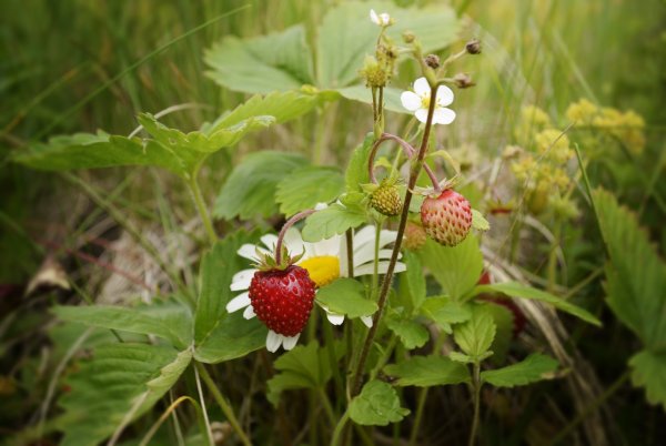 Ягоды в деревне