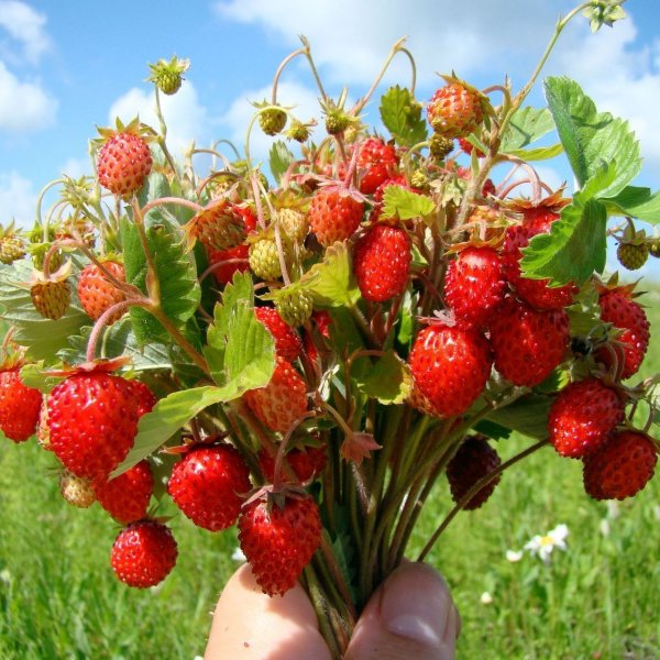 Соцветие земляники