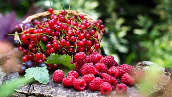 Поляна с ягодами