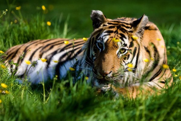 Обои на рабочий стол тигр