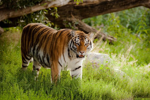 Амурский тигр летом