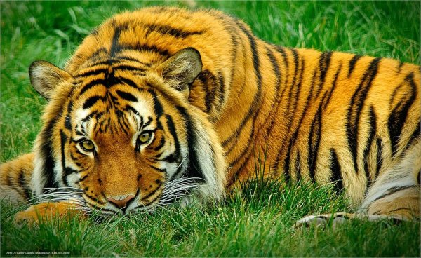 Тигр на весь экран