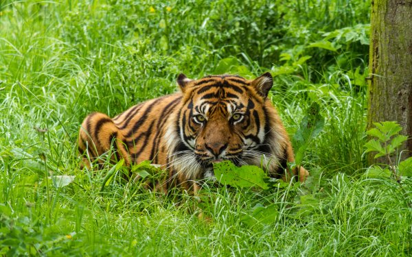 Амурский тигр летом