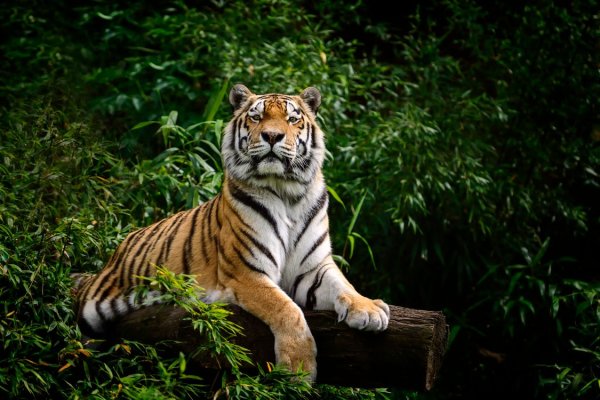 Тигр на заставку