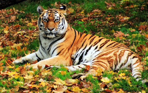 Тигр в лесу