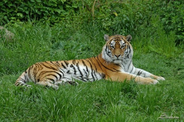 Тигр Львович