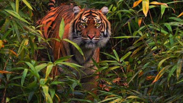 Сихотэ-Алинский заповедник Амурский тигр