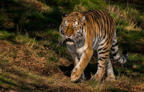 Амурский тигр