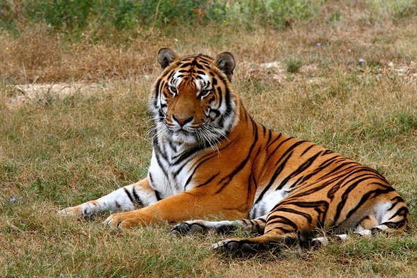 Очень красивый тигр