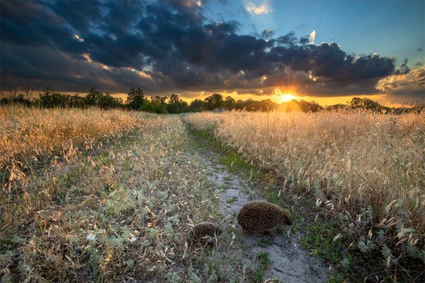 Лето Суховей