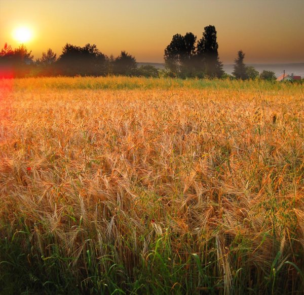 Знойное лето