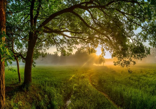 Фёдор Лашков дуб Павловск