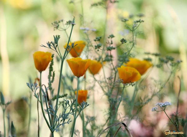 Марий Эл рассвет