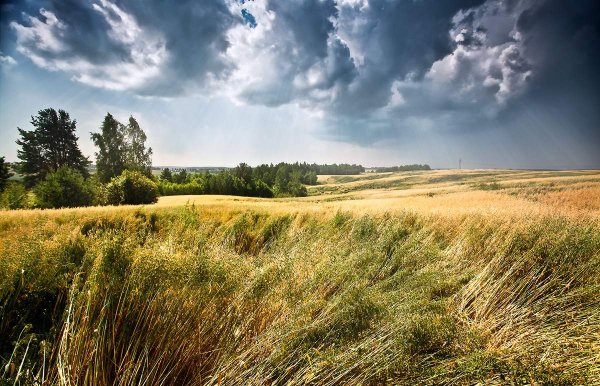 Лето поле колосья