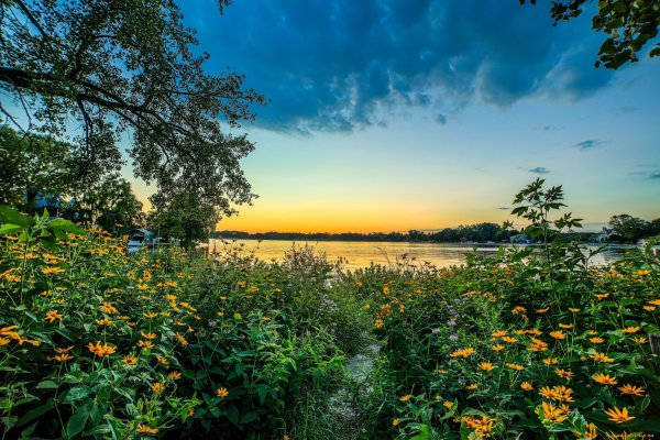 Трава на закате