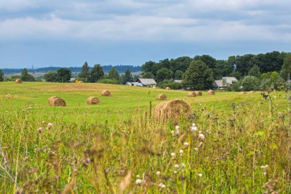 Деревня поле сенокос речка