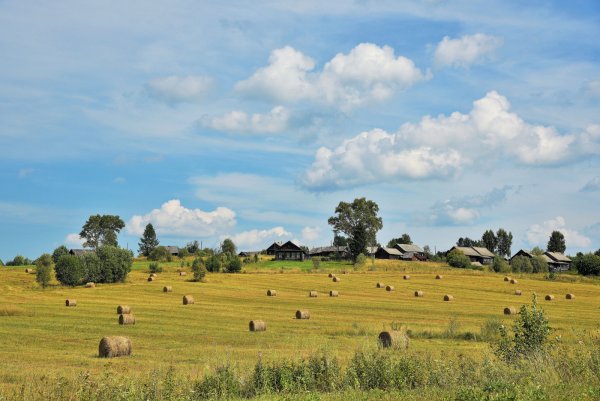 Деревенское поле