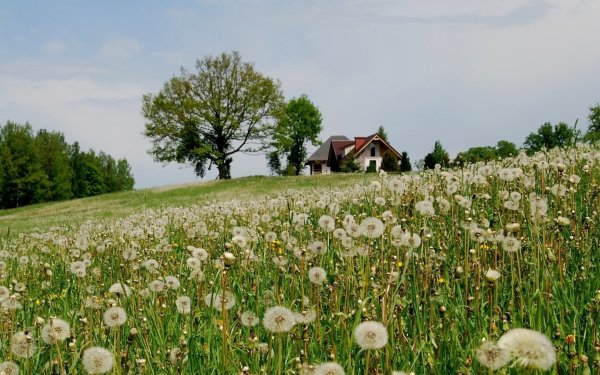В деревне. На лугу