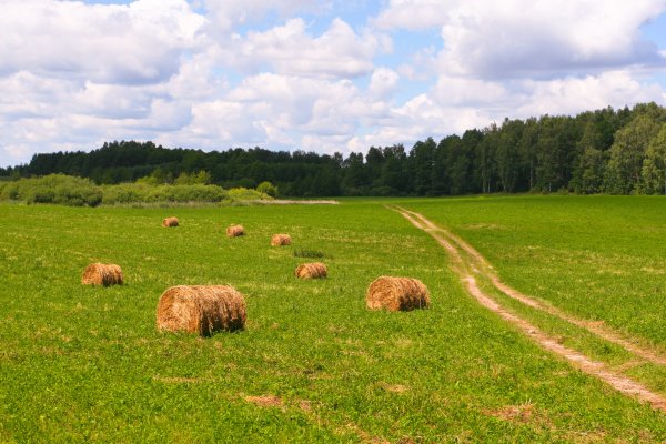 Калужская область сенокос