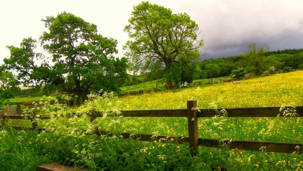 Деревня Родина Тверская область
