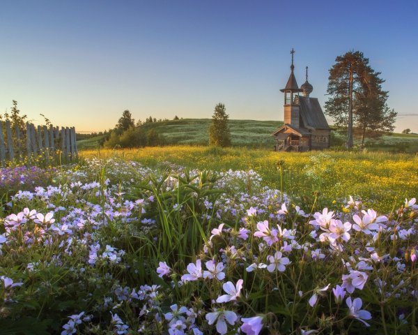 Поле ромашек