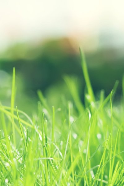 Лето зелень