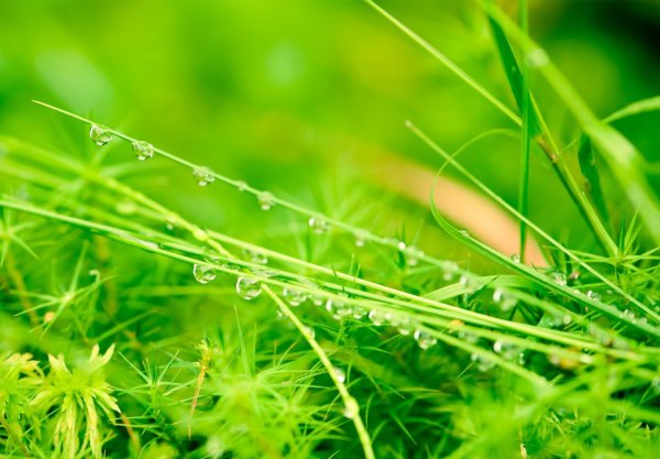 Природа после дождя