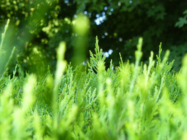 Природа в зеленых тонах