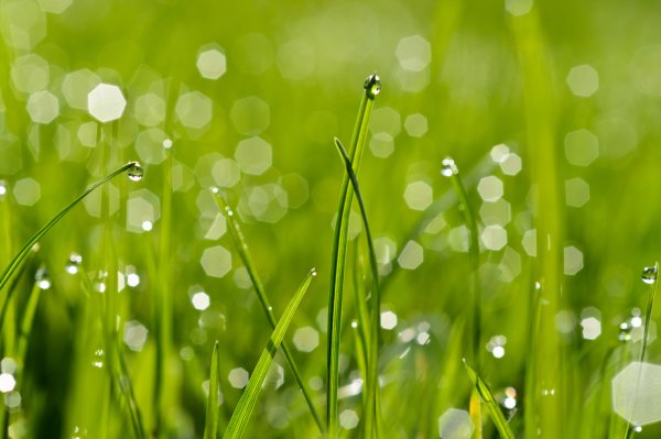 Трава макро