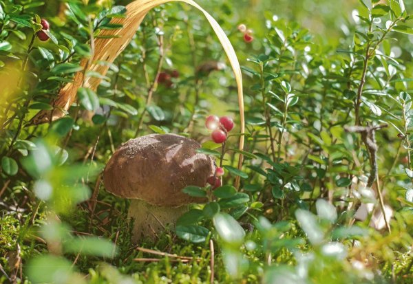 Подболотовик гриб