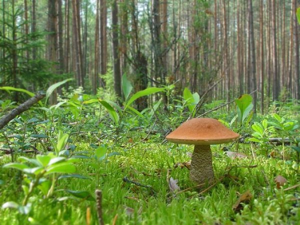 Грибы в Сосновом лесу