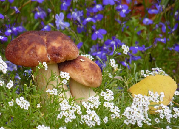 Поляна с цветами грибами