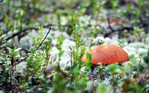 Грибы Ямала