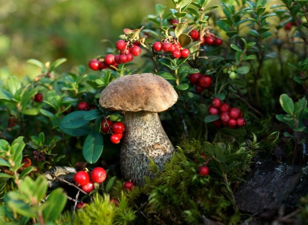Карелия ягель ягоды грибы