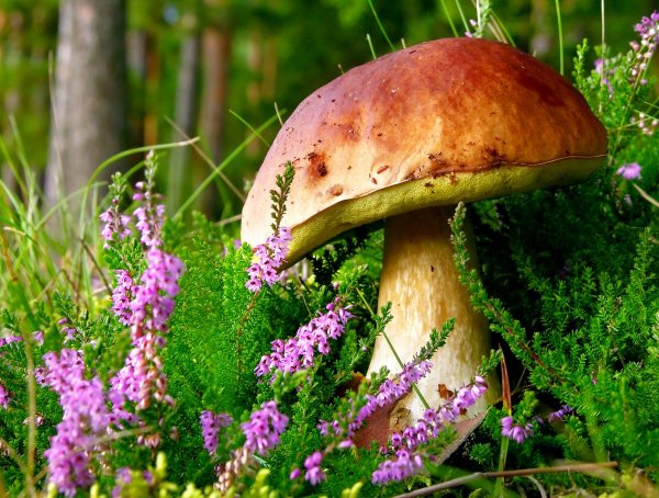 Красивые грибы в лесу