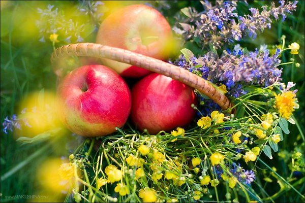 Августовское солнце