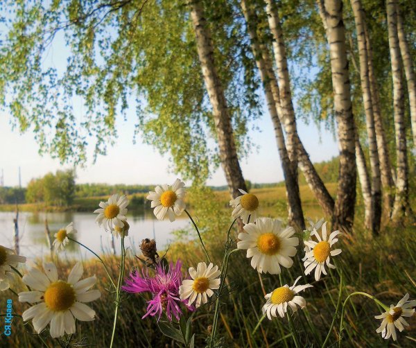 Цветы августа