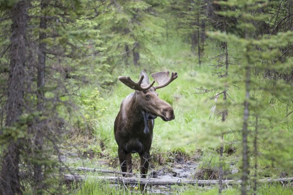Сохатый Тайга
