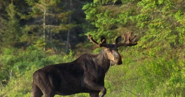 Красивый Лось