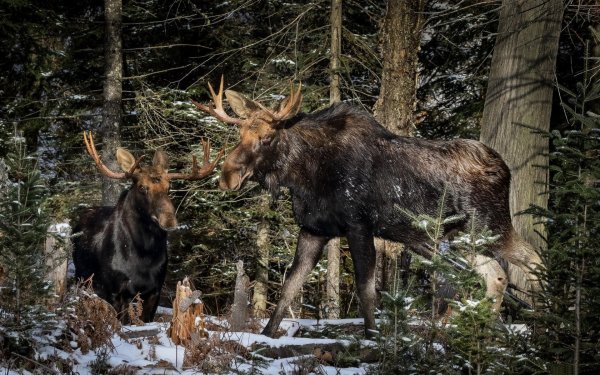 Уральский Лось