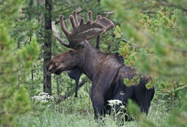 Аляскинский Лось