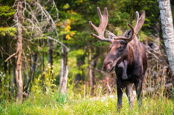 Ильменский заповедник Лось
