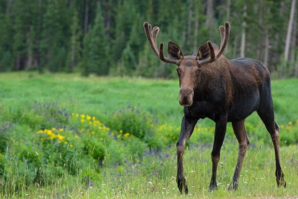 Уссурийский Лось