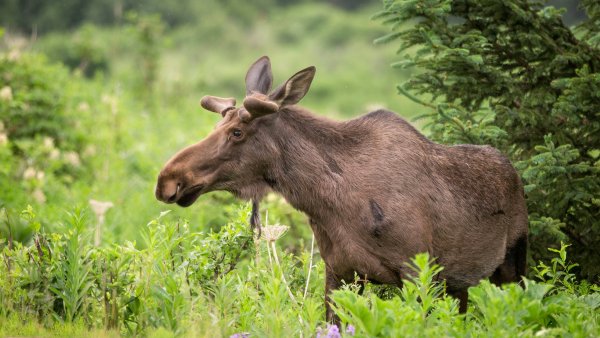 Лось Ярославская область