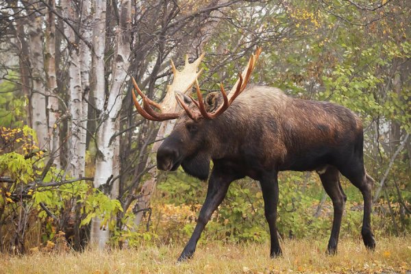 Лось Северной Америки